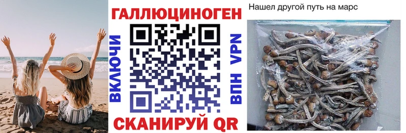 Псилоцибиновые грибы Cubensis  Аргун 